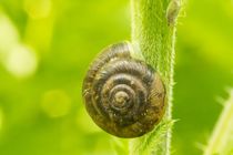 Kleine Schnecke by toeffelshop