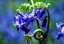 Bluebells in Closeup von Les Mitchell