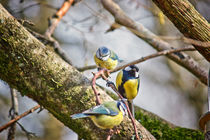 Three Little Birds by Vicki Field