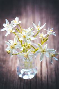 Star of Bethlehem by tr-design