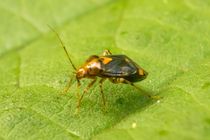 Kleine Wanze auf Blatt von toeffelshop