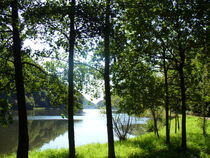 Fluss hinter den Bäumen  von ivy