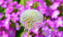 Dandelion on purple background by Yuri Hope