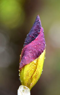 schwarz-rot-gold --> Natur pur von gugigei