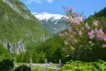 Frühling im Triglav Nationalpark von gugigei