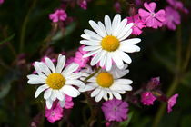 Leuchtende Blumenwiese by gugigei