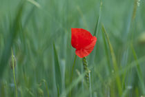 Mohn Impressionen von Iryna Mathes