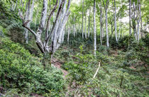 Fageda de la Grevolosa (Catalonia) by Marc Garrido Clotet