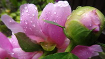 Regentropfen auf Sommerblüte  von artofirenes