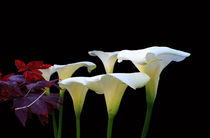 Lilies In Spring von Aidan Moran