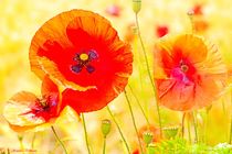 Soft Tender Wild Poppies by Sandra  Vollmann