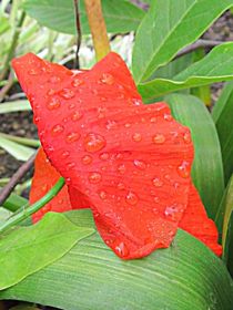 Tropfenmohn von Angelika  Schütgens