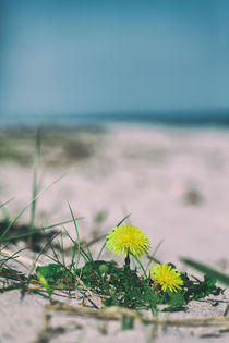 Löwenzahn am Strand von Peter Eggermann