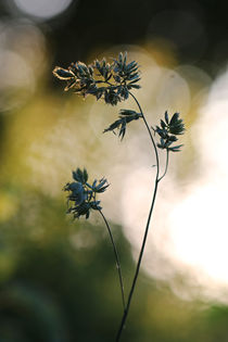 Grasblüten im Abendlicht von Bernhard Kaiser