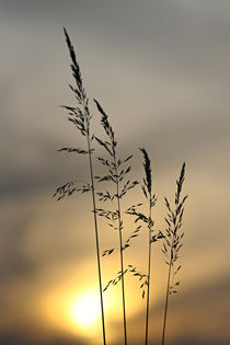 Gräser vor dem Abendhimmel von Bernhard Kaiser