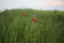 Saftige Wiese mit Kornblumen und Mohn von Simone Marsig