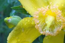 Yellow in the rain  von artofirenes