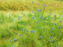 Little Blue in Fields von Sandra  Vollmann