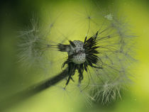 Löwenzahn  Pusteblume von Chris Berger