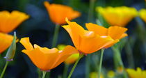 Kalifornischer Mohn von gugigei