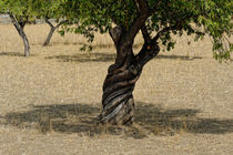 Alter Olivenbaum auf Mallorca von ralf werner froelich