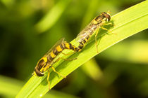 Schwebfliegen in love von toeffelshop