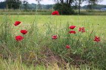 Mohn im Sommer 1 von Simone Marsig