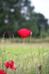 Mohn im Sommer 5 von Simone Marsig