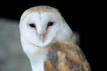 Barn Owl von Harvey Hudson