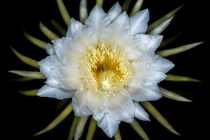 Hylocereus von Mario Morales Rubi