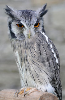 Scops Owl von Harvey Hudson