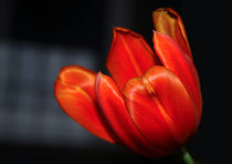 Orange Tulip von Harvey Hudson