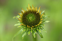 Knospiger Sonnenhut von Bernhard Kaiser