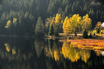 Arbersee - Schwimmende Inseln von Chris Berger