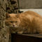 Imgp7199-ginger-cat