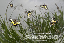 Chaostheorie - Ein Schmetterling kann ..... von Chris Berger