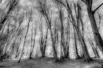 'Forest of Ghosts' by David Pyatt