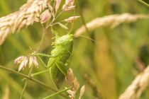 Heuschrecke im Gras von toeffelshop