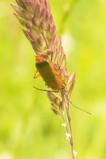 Roter Fliegenkäfer an Grashalm 2 von toeffelshop