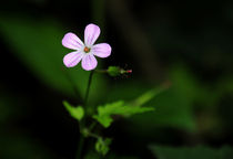 Pink von Harvey Hudson