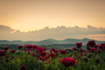 Mohnblumen beim Sonnenaufgang von Frank Landsberg