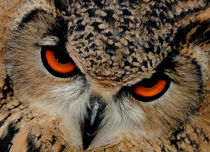 The Owl von Harvey Hudson