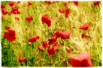 In the Field Poppies by Sandra  Vollmann