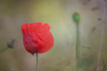 Mohn von Christiane Calmbacher