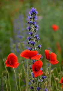 Klatschmohn und Natternkopf by gugigei