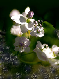 Sparkling drops - Wiesenschaumkraut von Chris Berger