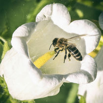 Pollenflug von Chris Berger
