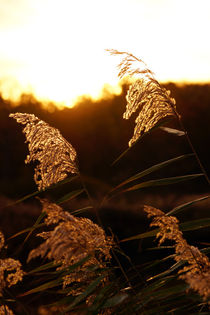 Schilfgras am Morgen by Sabine Radtke