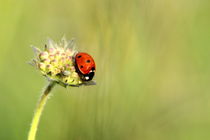 Flotter Käfer von gugigei