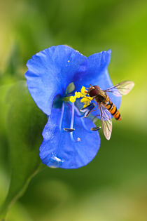 Schwebfliege auf der Blüte von Bernhard Kaiser